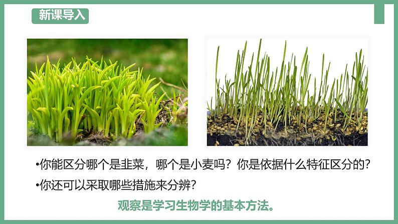 1.1.1观察周边环境中的生物课件----2024-2025学年人教版（2024）生物七年级上册04