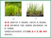 1.1.1观察周边环境中的生物课件----2024-2025学年人教版（2024）生物七年级上册