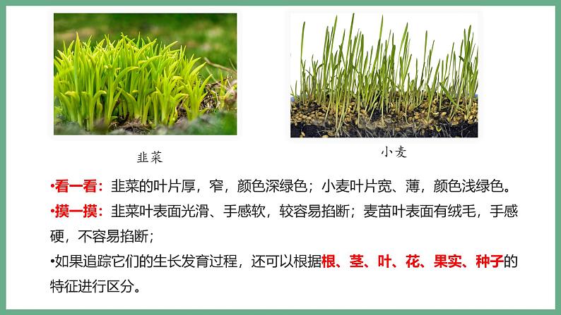 1.1.1观察周边环境中的生物课件----2024-2025学年人教版（2024）生物七年级上册05
