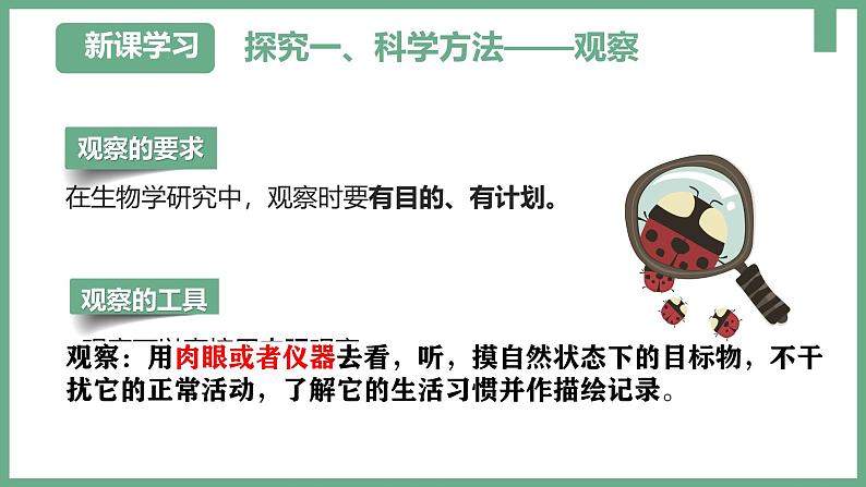 1.1.1观察周边环境中的生物课件----2024-2025学年人教版（2024）生物七年级上册06