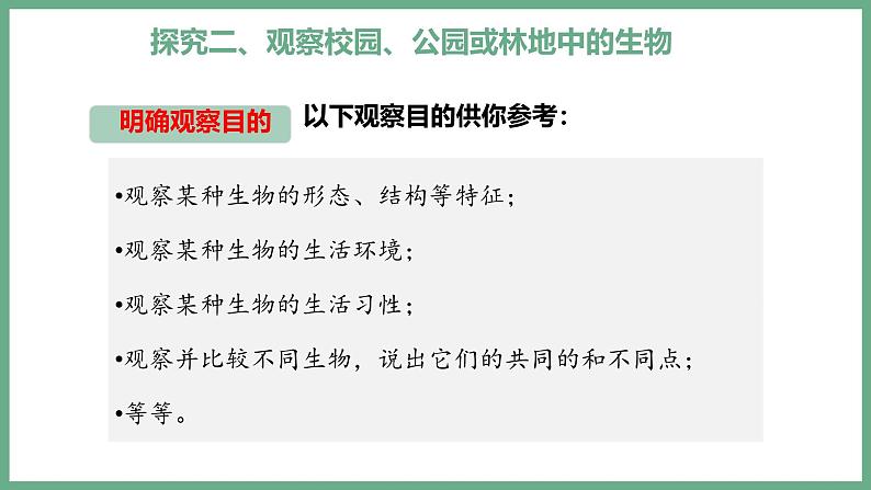 1.1.1观察周边环境中的生物课件----2024-2025学年人教版（2024）生物七年级上册08