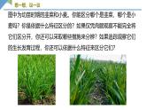 1.1.1观察周边环境中的生物课件---2024-2025学年人教版（2024）生物七年级上册