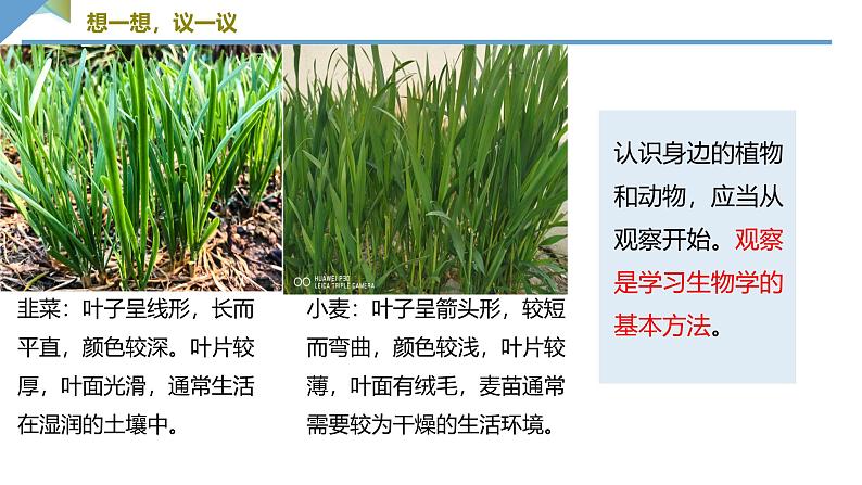 1.1.1观察周边环境中的生物课件---2024-2025学年人教版（2024）生物七年级上册06