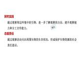 1.1.1观察周边环境中的生物课件2024-2025学年人教版（2024）生物七年级上册