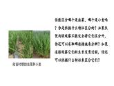1.1.1观察周边环境中的生物课件2024-2025学年人教版（2024）生物七年级上册