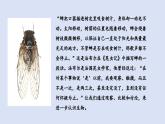 1.1.1观察周边环境中的生物课件2024-2025学年人教版（2024）生物七年级上册