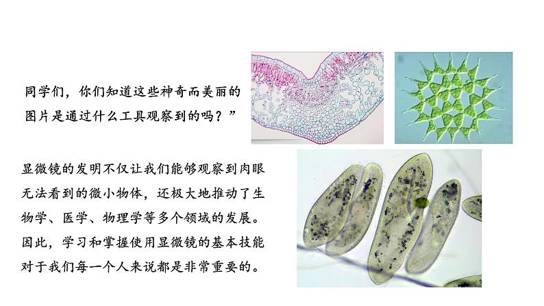 1.2.1学习使用显微镜课件  2024-2025学年人教版（2024）生物七年级上册第5页