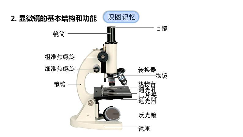 1.2.1学习使用显微镜课件  2024-2025学年人教版（2024）生物七年级上册第7页