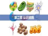 1.2.1学习使用显微镜课件 2024-2025学年人教版（2024）生物七年级上册