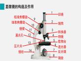 1.2.1学习使用显微镜课件--2024-2025学年人教版（2024）生物七年级上册