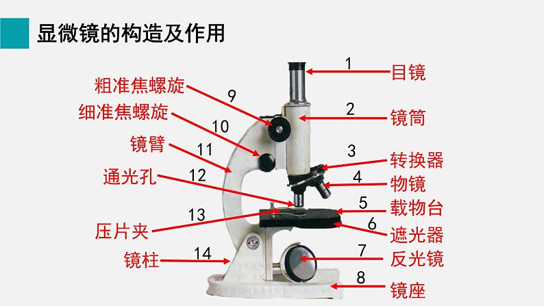 1.2.1学习使用显微镜课件--2024-2025学年人教版（2024）生物七年级上册第2页