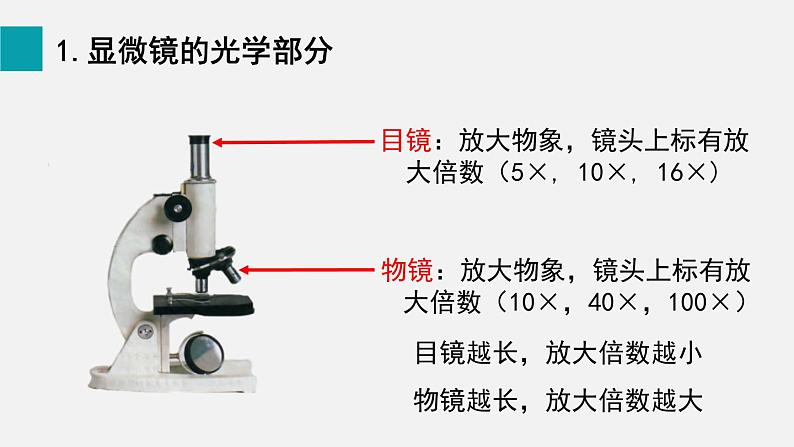 1.2.1学习使用显微镜课件--2024-2025学年人教版（2024）生物七年级上册第3页