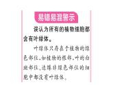 1.2.2 植物细胞 习题课件--2024-2025学年人教版（2024）生物七年级上册