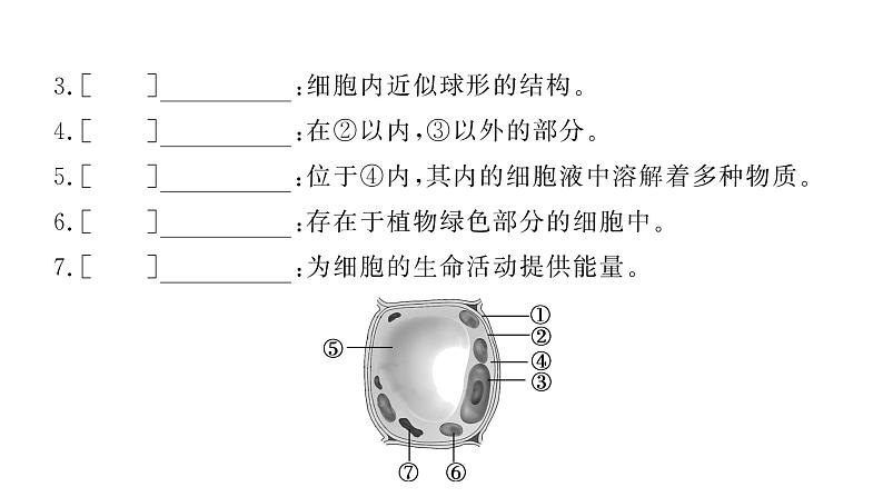 1.2.2 植物细胞 习题课件--2024-2025学年人教版（2024）生物七年级上册第7页