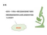 1.2.2 植物细胞课件--2024-2025学年人教版（2024）生物七年级上册
