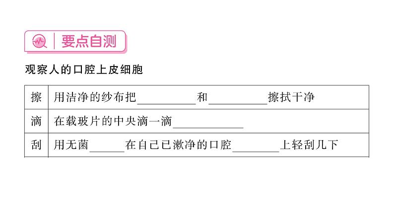 1.2.3动物细胞 习题课件--2024-2025学年人教版（2024）生物七年级上册第4页