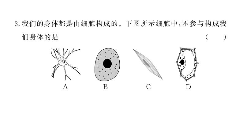 1.2.3动物细胞 习题课件--2024-2025学年人教版（2024）生物七年级上册第7页