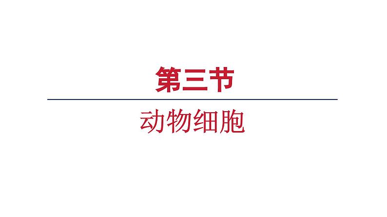 1.2.3动物细胞课件--2024-2025学年人教版（2024）生物七年级上册01