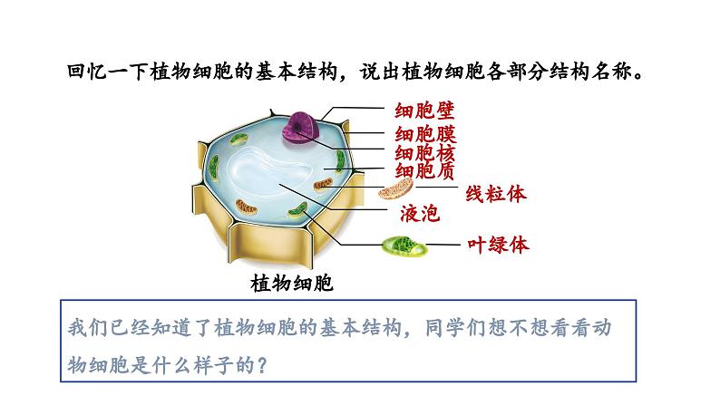 1.2.3动物细胞课件--2024-2025学年人教版（2024）生物七年级上册03