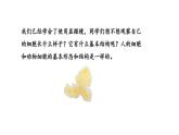 1.2.3动物细胞课件--2024-2025学年人教版（2024）生物七年级上册