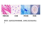 1.2.3动物细胞课件--2024-2025学年人教版（2024）生物七年级上册