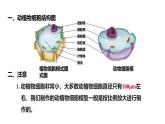 公开课案例一——动植物细胞模型制作 课件--2024-2025学年人教版（2024）生物七年级上册