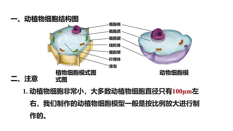 公开课案例一——动植物细胞模型制作 课件--2024-2025学年人教版（2024）生物七年级上册第5页