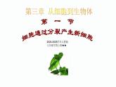 1.3.1 细胞通过分裂产生新细胞 课件--2024-2025学年人教版（2024）生物七年级上册