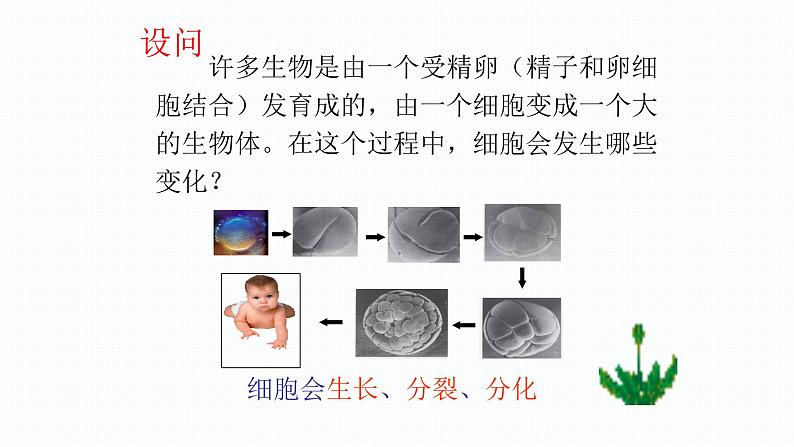 1.3.1 细胞通过分裂产生新细胞 课件--2024-2025学年人教版（2024）生物七年级上册第3页