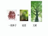 1.3.1 细胞通过分裂产生新细胞 课件--2024-2025学年人教版（2024）生物七年级上册