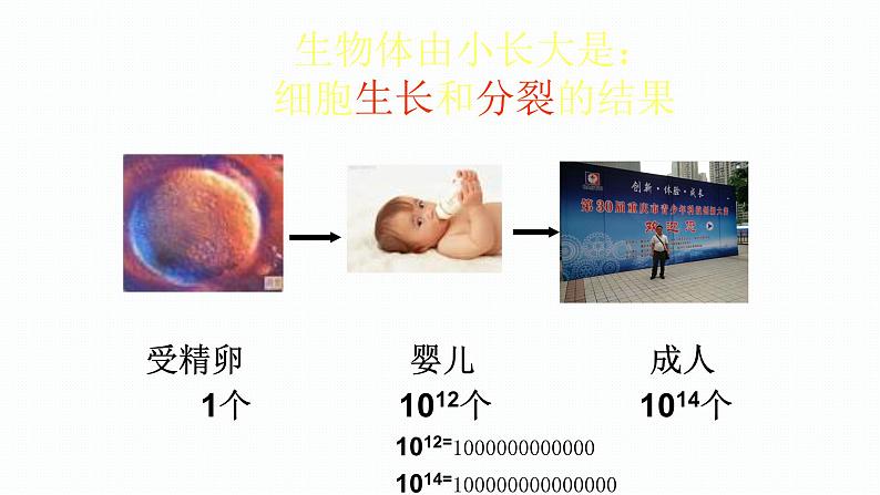 1.3.1 细胞通过分裂产生新细胞 课件--2024-2025学年人教版（2024）生物七年级上册第5页