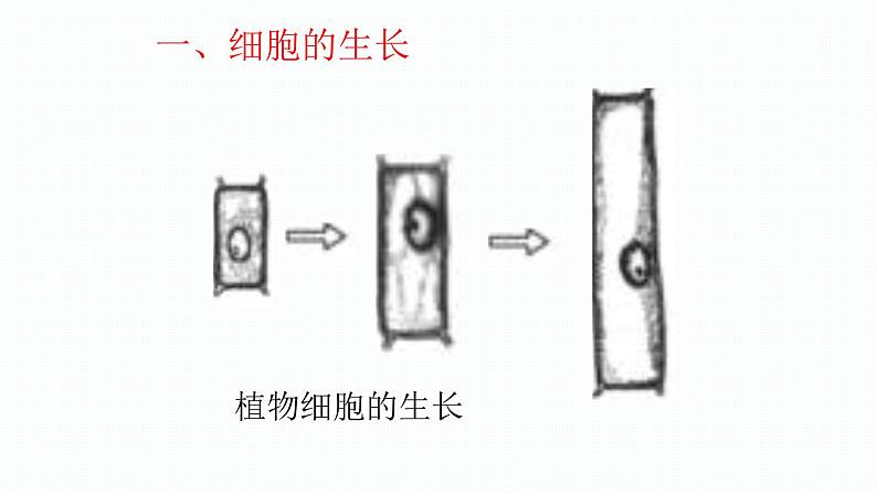 1.3.1 细胞通过分裂产生新细胞 课件--2024-2025学年人教版（2024）生物七年级上册第6页