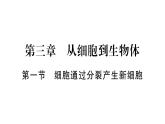 1.3.1细胞通过分裂产生新细胞 习题课件--2024-2025学年人教版（2024）生物七年级上册