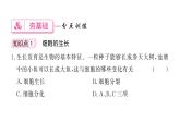 1.3.1细胞通过分裂产生新细胞 习题课件--2024-2025学年人教版（2024）生物七年级上册