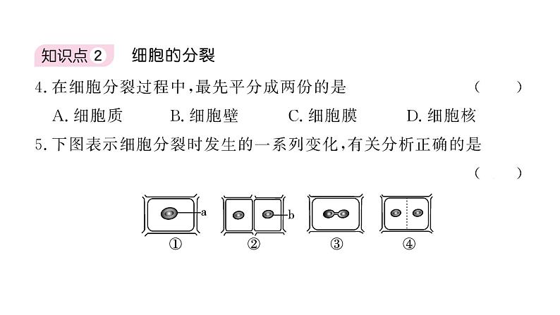 1.3.1细胞通过分裂产生新细胞 习题课件--2024-2025学年人教版（2024）生物七年级上册第7页