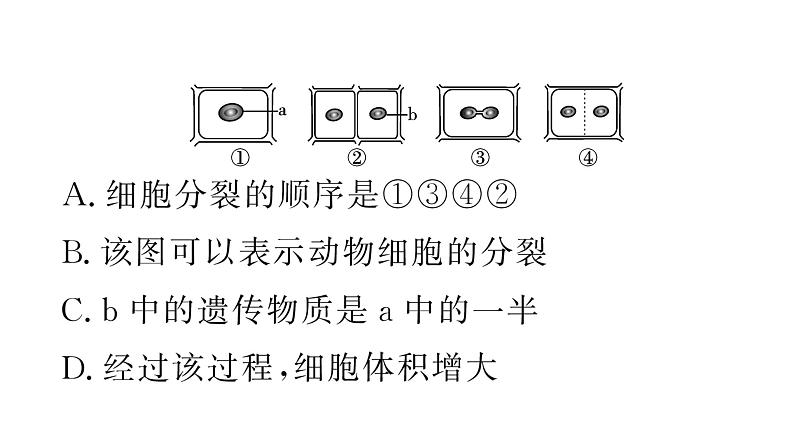 1.3.1细胞通过分裂产生新细胞 习题课件--2024-2025学年人教版（2024）生物七年级上册第8页