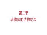 1.3.2动物体的结构层次课件 2024-2025学年人教版（2024）生物七年级上册