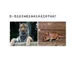 1.3.2动物体的结构层次课件 2024-2025学年人教版（2024）生物七年级上册