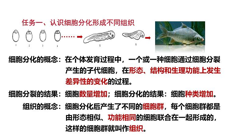 1.3.2动物体的结构层次课件 2024-2025学年人教版（2024）生物七年级上册第7页