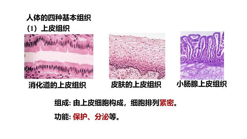 1.3.2动物体的结构层次课件 2024-2025学年人教版（2024）生物七年级上册第8页