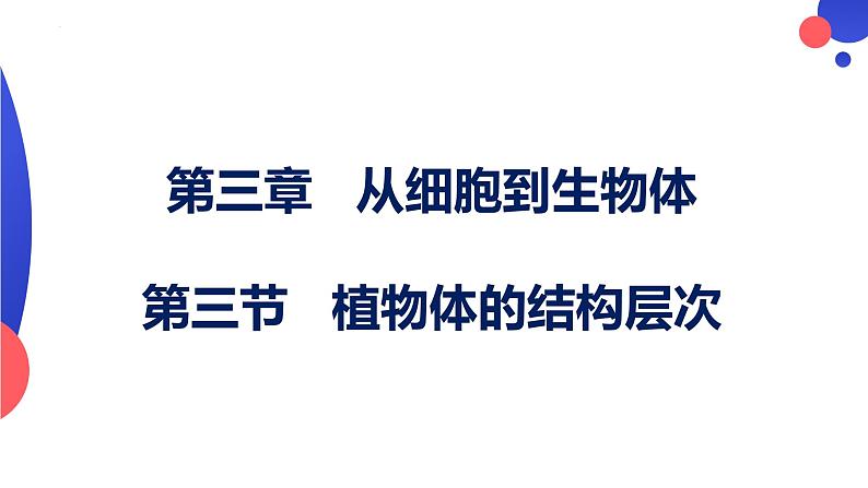 1.3.3 植物体的结构层次课件-----2024-2025学年人教版（2024）生物七年级上册第1页