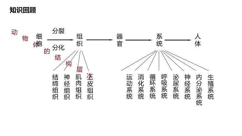 1.3.3 植物体的结构层次课件-----2024-2025学年人教版（2024）生物七年级上册第2页