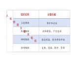1.3.3 植物体的结构层次课件-----2024-2025学年人教版（2024）生物七年级上册