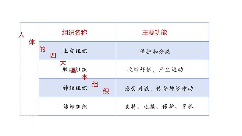 1.3.3 植物体的结构层次课件-----2024-2025学年人教版（2024）生物七年级上册第3页