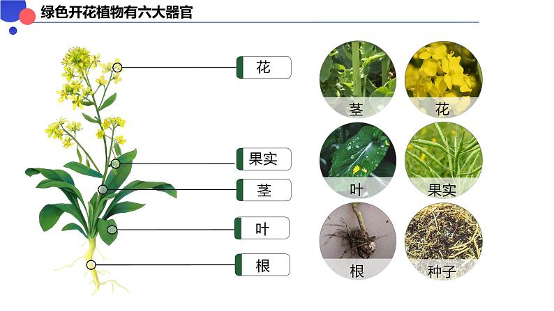 1.3.3 植物体的结构层次课件-----2024-2025学年人教版（2024）生物七年级上册第4页