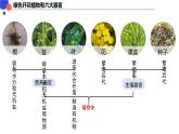 1.3.3 植物体的结构层次课件-----2024-2025学年人教版（2024）生物七年级上册