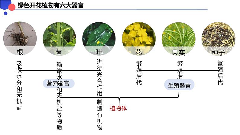 1.3.3 植物体的结构层次课件-----2024-2025学年人教版（2024）生物七年级上册第5页