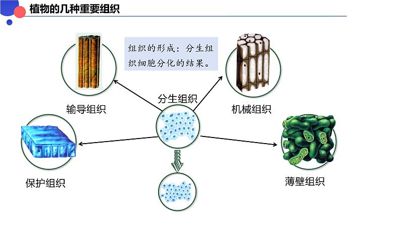 1.3.3 植物体的结构层次课件-----2024-2025学年人教版（2024）生物七年级上册第8页