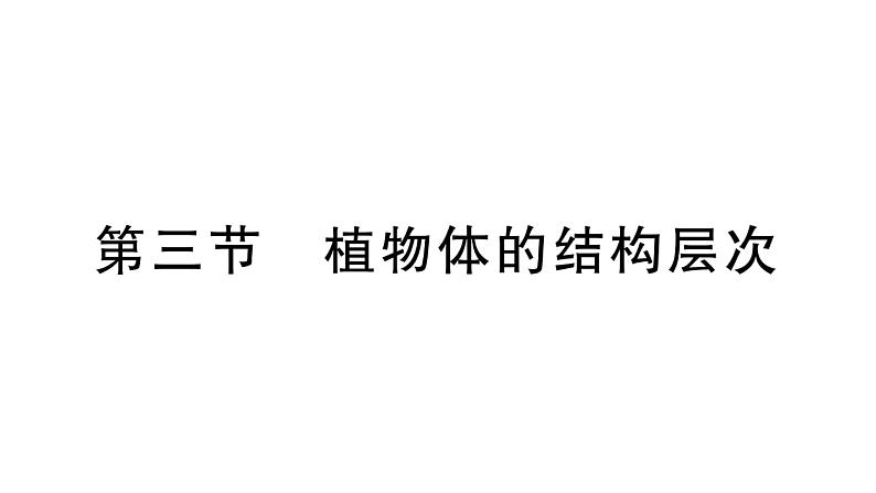 1.3.3植物体的结构层次习题课件  2024-2025学年人教版（2024）生物七年级上册01