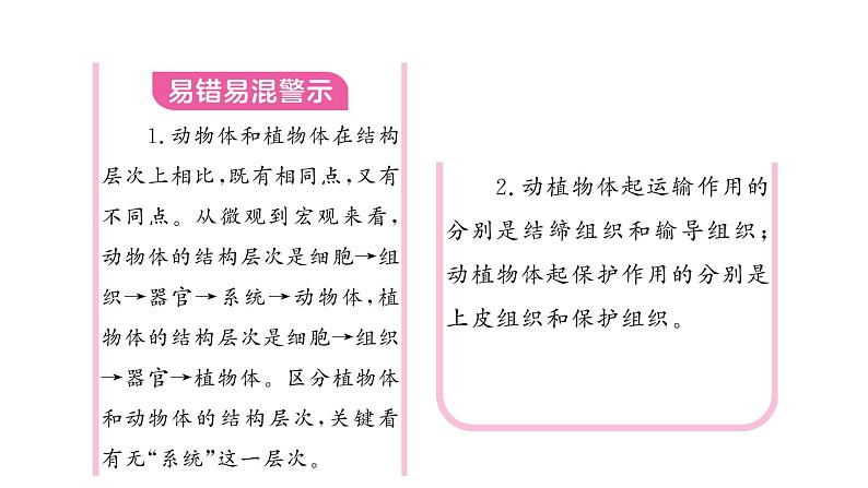 1.3.3植物体的结构层次习题课件  2024-2025学年人教版（2024）生物七年级上册03